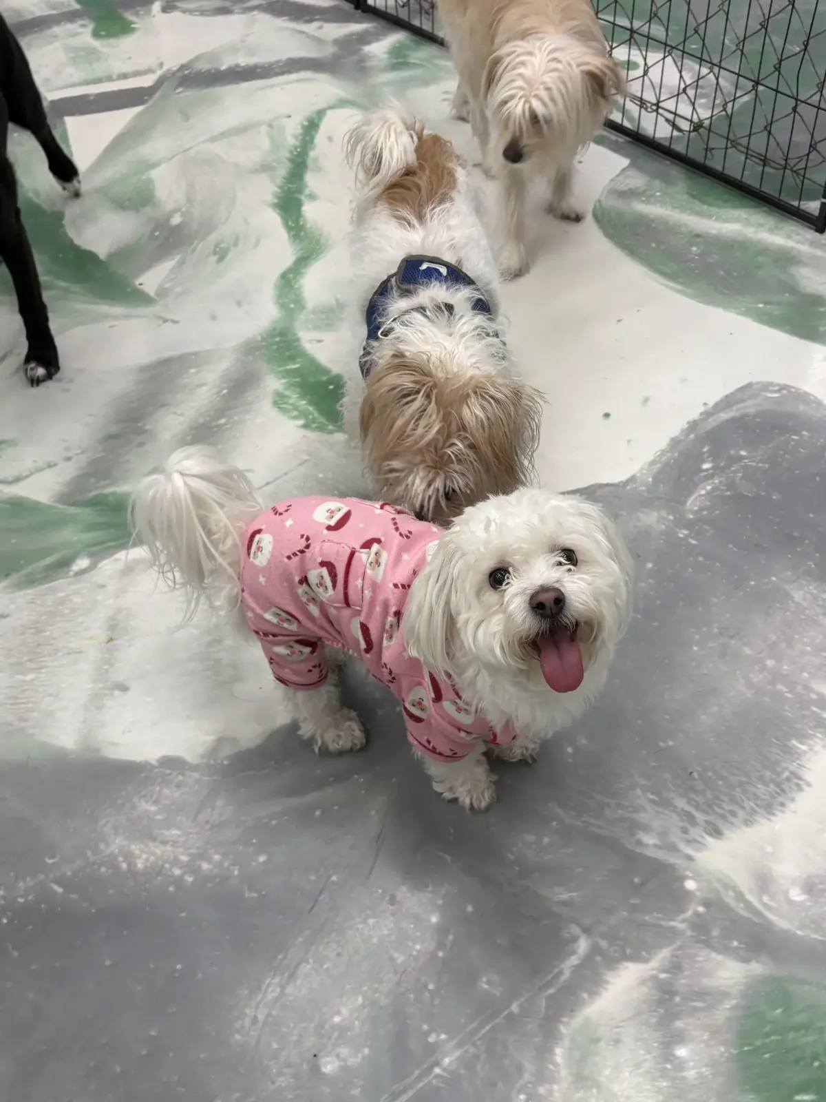 The Snuggle Den boarding suite for small dogs